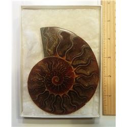 VERY LARGE AMMONITE FOSSIL SPECIMEN