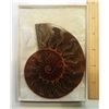 Image 1 : VERY LARGE AMMONITE FOSSIL SPECIMEN