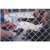 Image 2 : Tarzan: Cheetah Signed Photograph