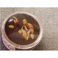 GOLD PIECES - UNTESTED - 5.2GM