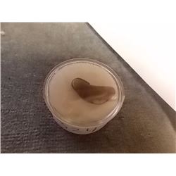 POLISHED FREE FORM SMOKY QUARTZ GEM STONE - 1.4GMS - CONTAINER NOT INCLUDED