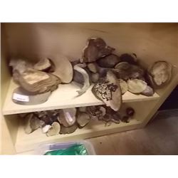 SHELF ASSORTED TREE FUNGI - LARGE AND MED AND SMALL