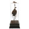 Image 1 : Original "Trader Sam" Shrunken Head Prop.