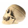 Image 3 : Randotti “Large Pirate Skull”, Type 2.