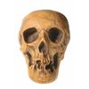 Image 1 : Randotti Haunted Mansion “Large Skull", Type 1.