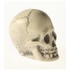Image 5 : Randotti Haunted Mansion “Small Size Skull", Type 1.