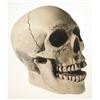 Image 2 : Randotti Haunted Mansion “Laughing Skull”, Type 2.