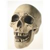 Image 8 : Randotti Haunted Mansion “Laughing Skull”, Type 2.