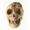 Image 8 : Randotti Haunted Mansion “Spider Skull”, Type 1.