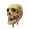 Image 1 : Randotti Large Skull - Store Display.