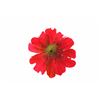 Image 2 : "Alice in Wonderland" Flower Prop.