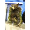 Image 1 : BROWN BEAR FRONT MOUNT ON ROCK AND MOSS DISPLAY