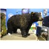 Image 1 : BLACK BEAR FULL BODY TAXIDERMY