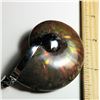 Image 1 : LARGE NATURAL AMMONITE FOSSIL PENDANT