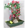 Image 1 : BONSAI TREE