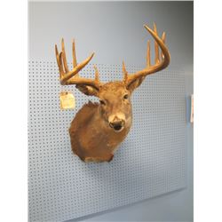 DEER HEAD   - no shipping pick up in Arden only