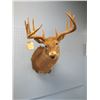 Image 1 : DEER HEAD   - no shipping pick up in Arden only