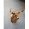 Image 3 : DEER HEAD   - no shipping pick up in Arden only