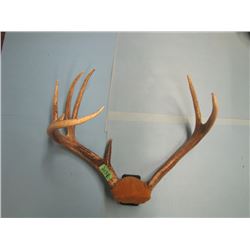 set mounted deer horns