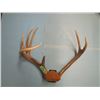 Image 1 : set mounted deer horns