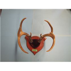 set mounted deer horns