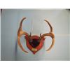 Image 1 : set mounted deer horns