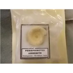 PERISPHICTES AMONITE - 150 MILLION YEARS OLD FOSSIL