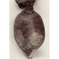CHARLES JONES (British, 1866-1959) SWEDI BRONZE TOP inscribed and initialed “Swedi Bronze Top/C.J...