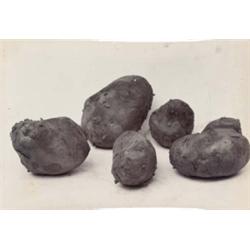 CHARLES JONES (British, 1866-1959) POTATO UNSUITABLE FOR PLANTING inscribed and initialed “Uneven...