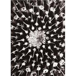 ALBERT RENGER-PATZSCH (German, 1897-1966) MAMMILLARIA ANGULARIS titled “Mammillaria angularis” in...