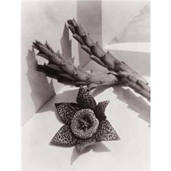 IMOGEN CUNNINGHAM (American, 1883-1976) STAPELIA gelatin silver print 915?16 x 715?16 in. (25.2 x...