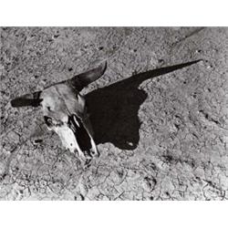 ARTHUR ROTHSTEIN (American, 1915-1985) SKULL OF STEER IN BADLANDS OF SOUTH DAKOTA stamped “Photo ...