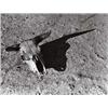 Image 1 : ARTHUR ROTHSTEIN (American, 1915-1985) SKULL OF STEER IN BADLANDS OF SOUTH DAKOTA stamped “Photo ...