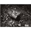 Image 1 : JOSEF SUDEK (Czech, 1896-1976) LOG AND LEAVES signed in image on recto gelatin silver print 7 x 9...