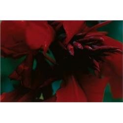 THOMAS STRUTH PLANT No 46, CANNA signed in pencil on verso chromogenic color print 18 x 227?8 in....