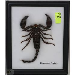 REAL SCORPION PRESERVED IN A DISPLAY FRAME