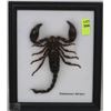 Image 1 : REAL SCORPION PRESERVED IN A DISPLAY FRAME