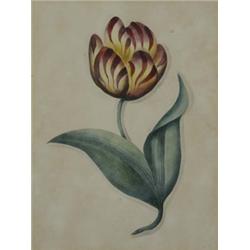 English School (Early 19th Century), Two - Study Of A Striped Tulip;  Exotic Butterfly On A Leafy...