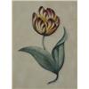 Image 1 : English School (Early 19th Century), Two - Study Of A Striped Tulip;  Exotic Butterfly On A Leafy...
