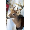 Image 1 : DEER MOUNT