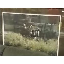 FRAMED LIMITED EDITION PRINT - AUTUMN FORAGING - MOOSE - RON PARKER - ESTIMATED GALLERY PRICE $