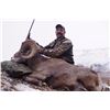 Image 3 : 12 day 3/4 Curl Cal. Bighorn Sheep Hunt