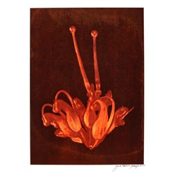 Jonathan Singer, Flower H-100, Print - White Tulip Technique