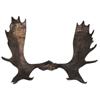 Image 1 : Moose antlers from Maine, great condition, 40"W.