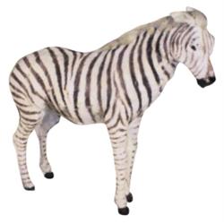 Circus promotional animal, zebra, much detail & lifelike, 15 H.