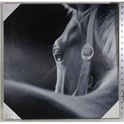HORSE PICTURE