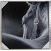 Image 1 : HORSE PICTURE