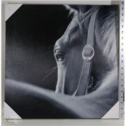 HORSE PICTURE