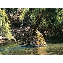 Eyes of Warning  by Simon Combes   MASTERWORK ANNIVERSARY EDITION