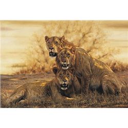 HOT LIONS  by Simon Combes   LIMITED EDITION CANVAS